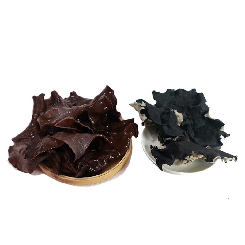 Gran Fungus Negro comestible Premium al por mayor con espalda Blanca