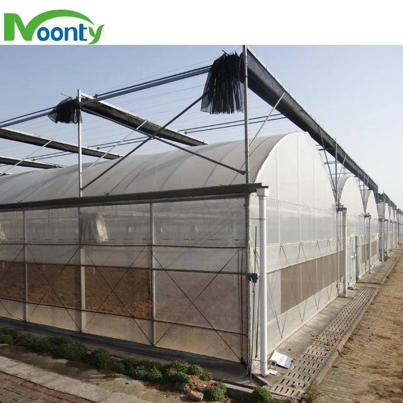 Greenhouse Roof Ventilation with 200 Micron Plastic Film Covering