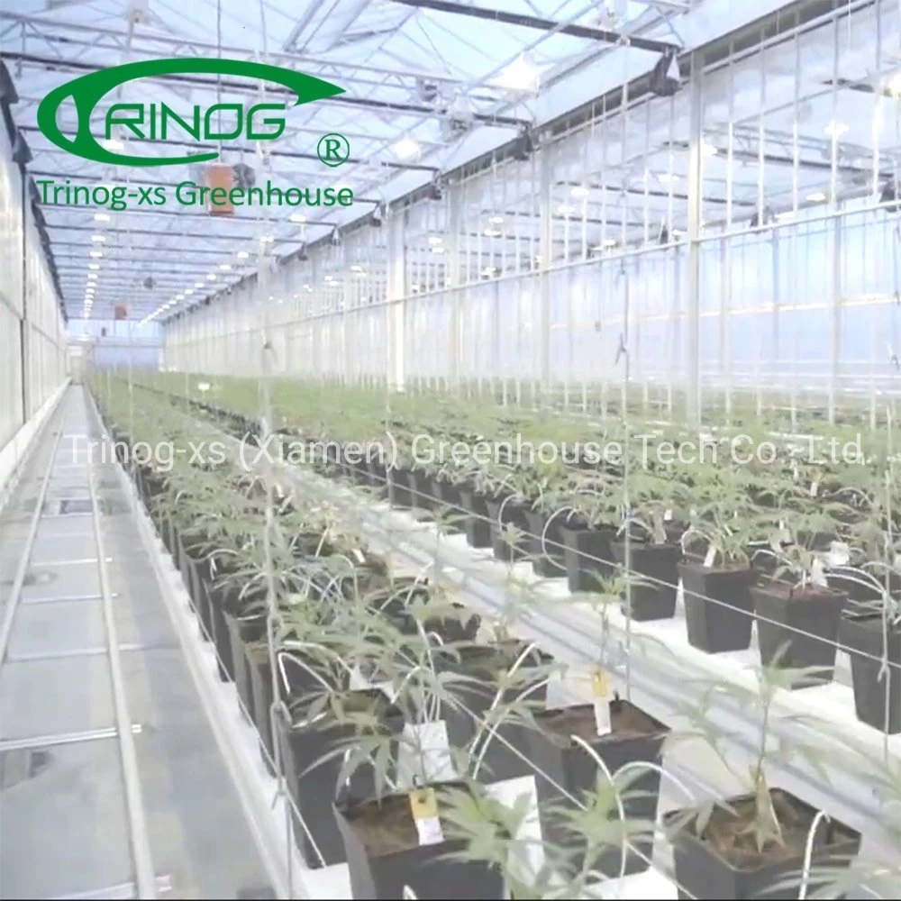 Trinog Greenhouse multispan panda film Light deprivation system hydroponic greenhouses with light trap