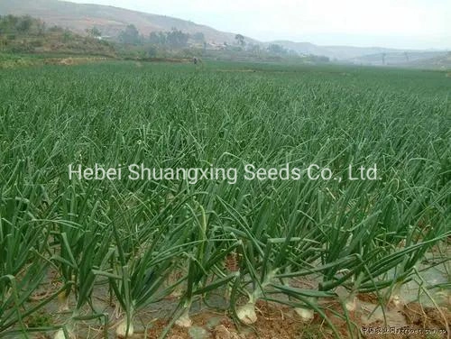 Heat Resistant Hybrid Yellow Onion Seeds for Plant