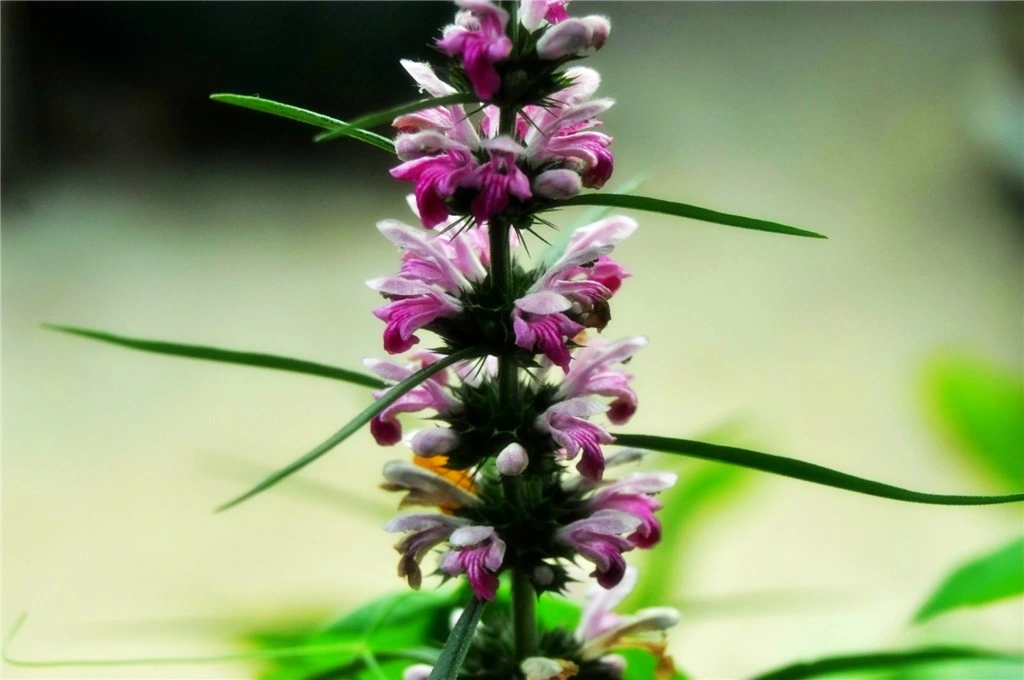 L'extrait pur et naturel à améliorer la santé de haute qualité Leonuri extraire Supplément Herba