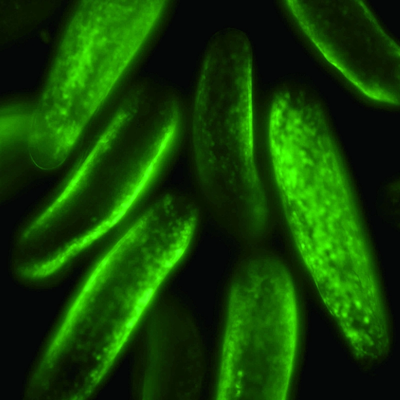 BestScope BS-2091F LED microscopio biológico fluorescente invertido trinocular