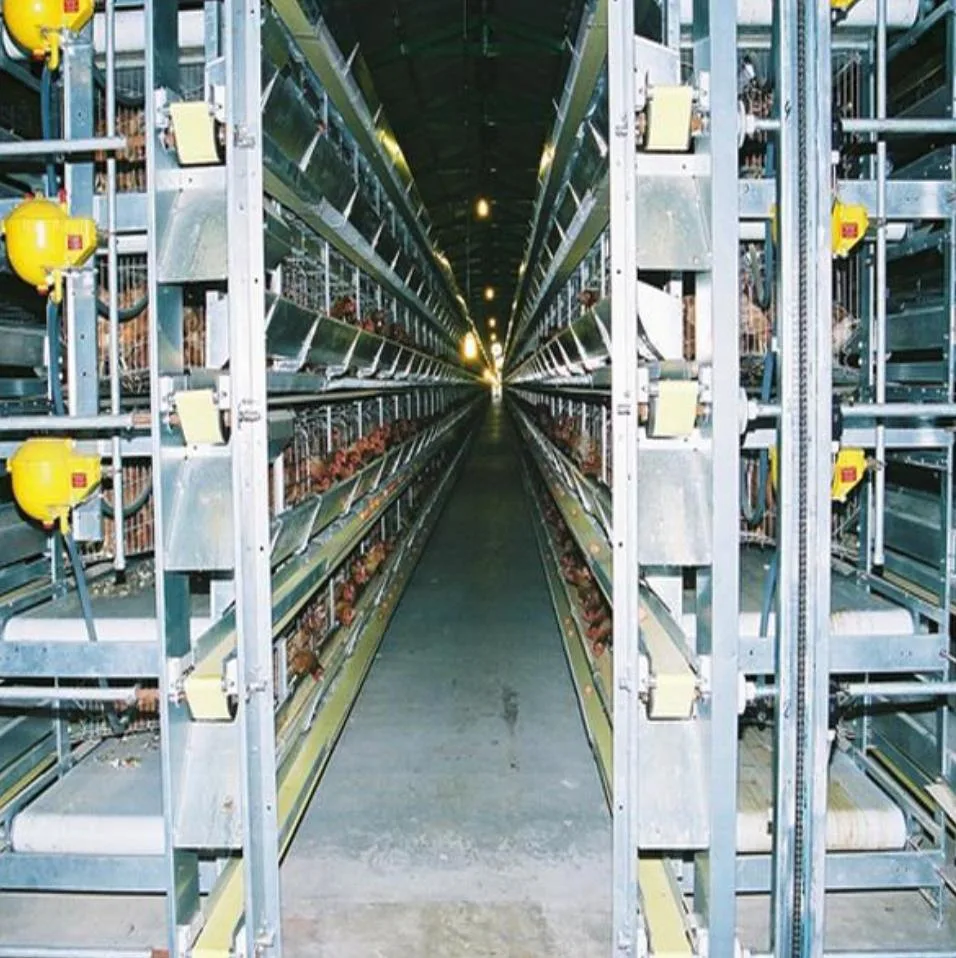 Sistema automático de jaula de pollo Casa de pollo jaula para capa de pollo