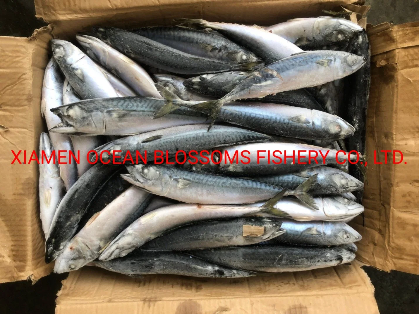 Whole Sale Frozen Mackerel High Quality Sea Frozen Canning Use