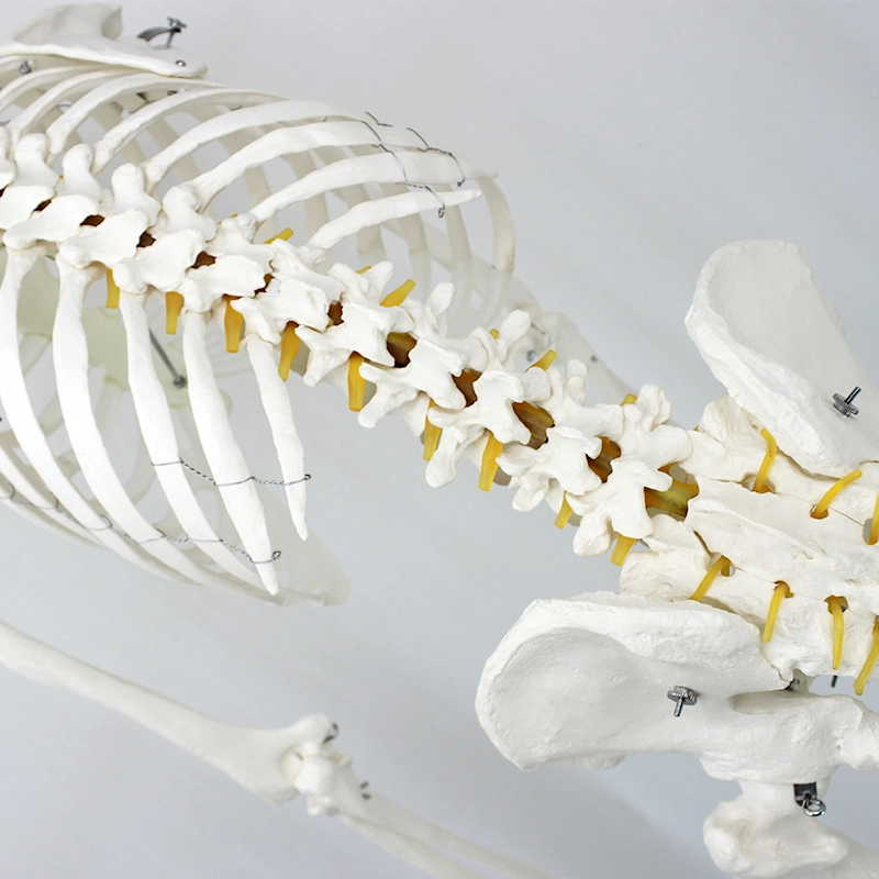 Lab Teaching Models 85cm Human Skeleton of PVC