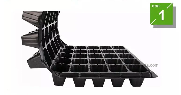 Polystyrene and Plastic Seedling Trays for Nursery Business in Chile