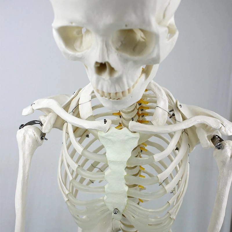 Hot Sale High quality/High cost performance  Model 85cm Human Skeleton