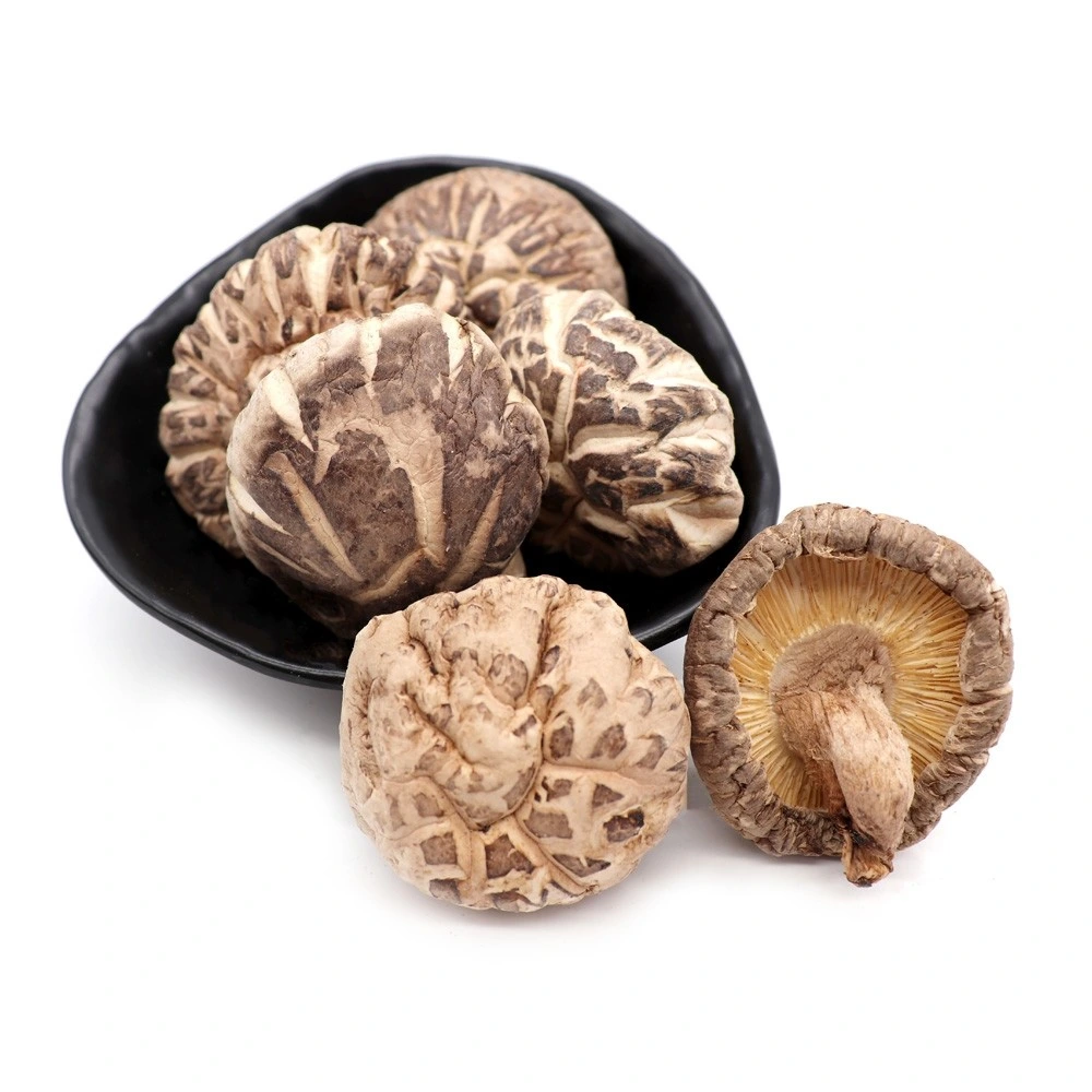 Tienda de alimentos Proveedor de setas seco Shiitake