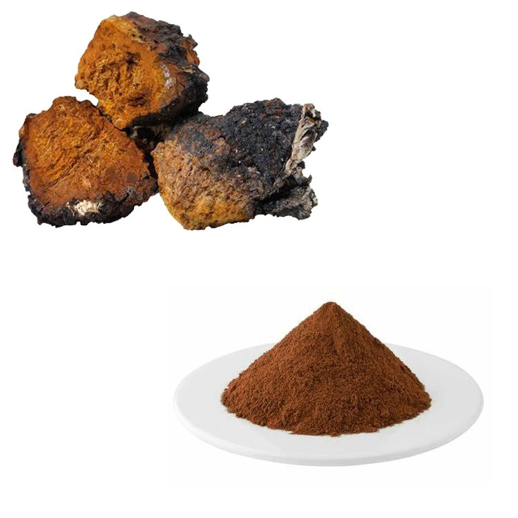 100% de extracto puro de hierbas en forma de hongo Chaga Chaga el extracto de polvo de Setas