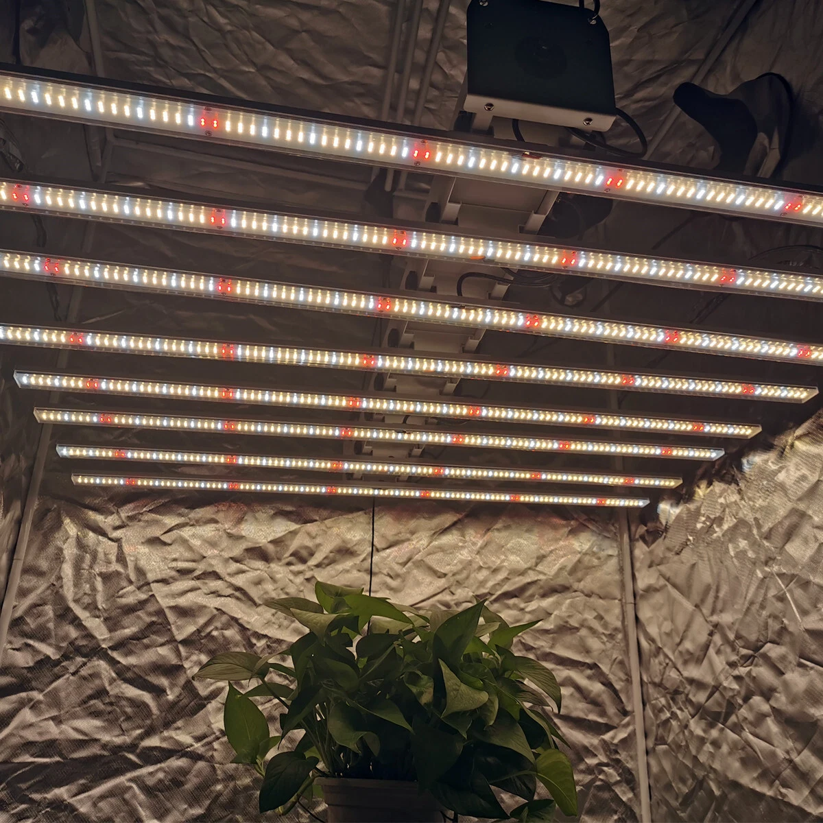 800W 1000W Professional Full Spectrum China 600nm Plant Grow LED Light