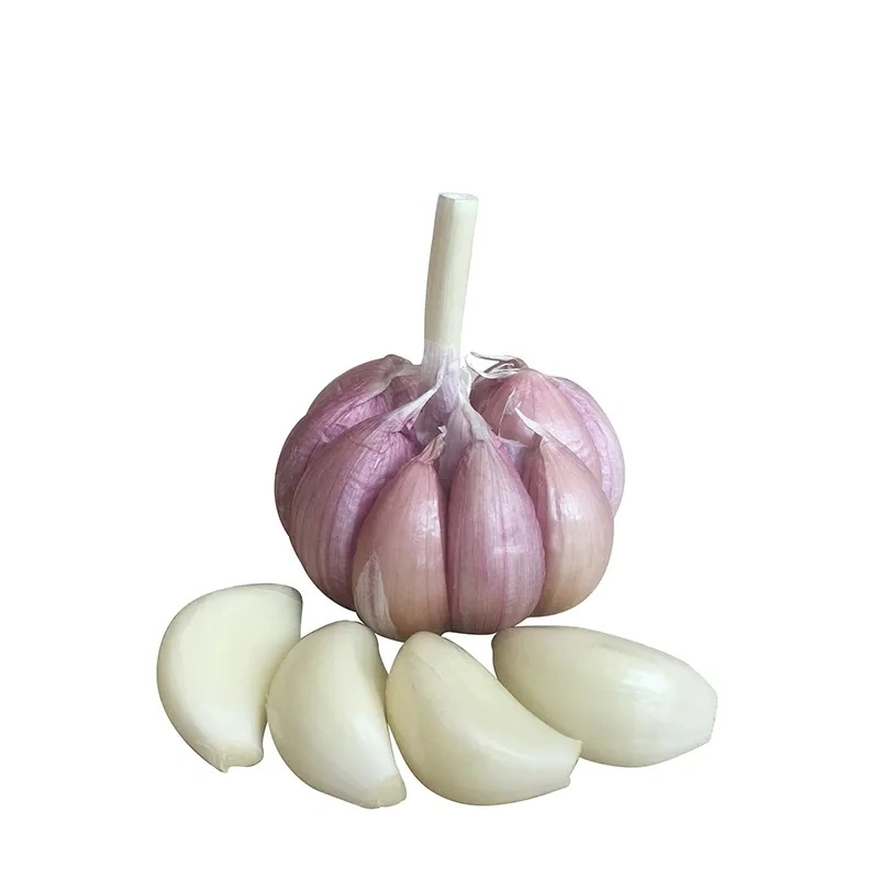 China/Chinese 4p Pure White Garlic Fresh Natural Garlic Price - New Crop Red Garlic Current Price
