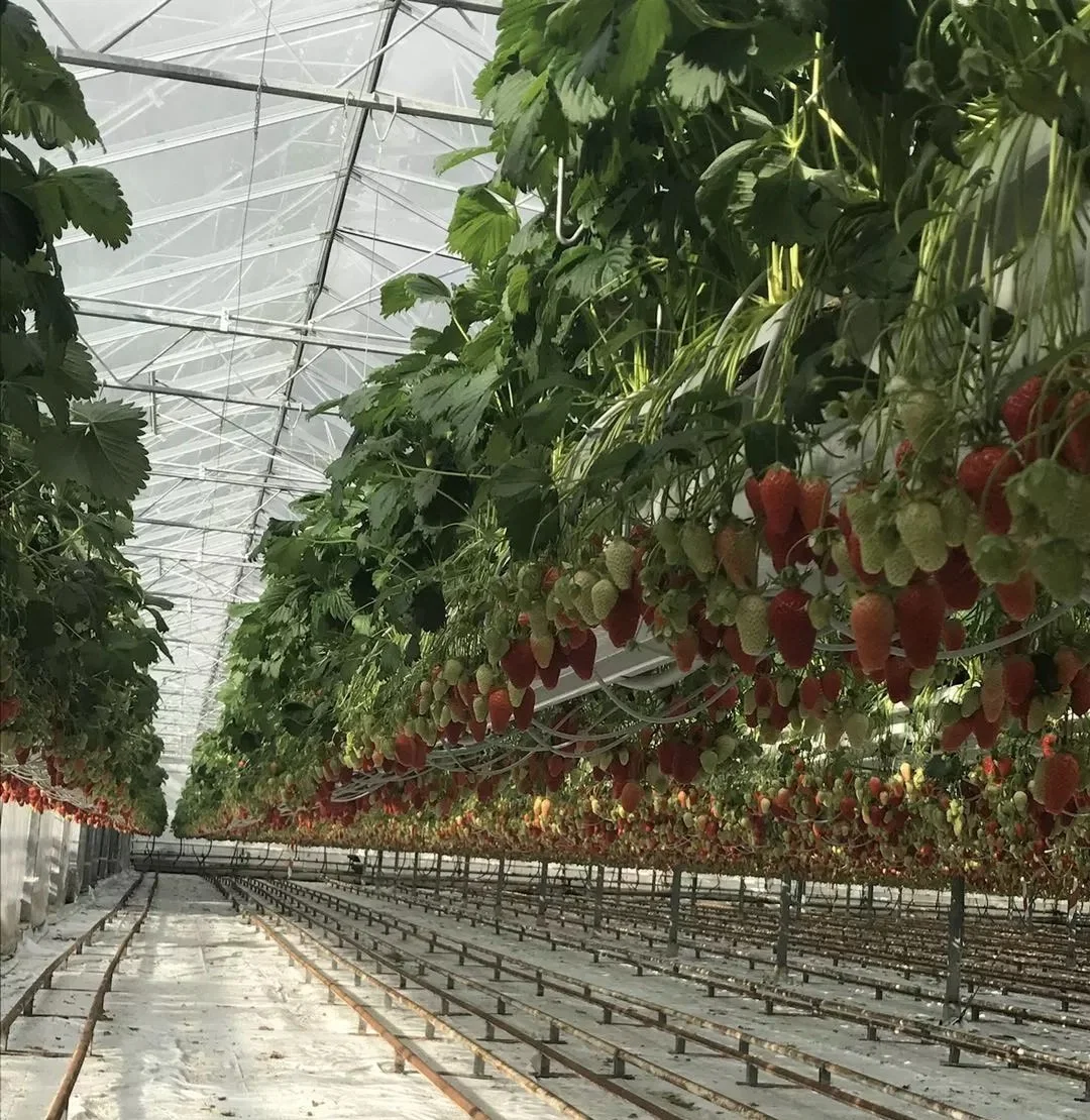 Canal de PVC NFT Hydroponics sistema de cultivo de mantequilla hidropónica para el cultivo Fresa Greenhouse