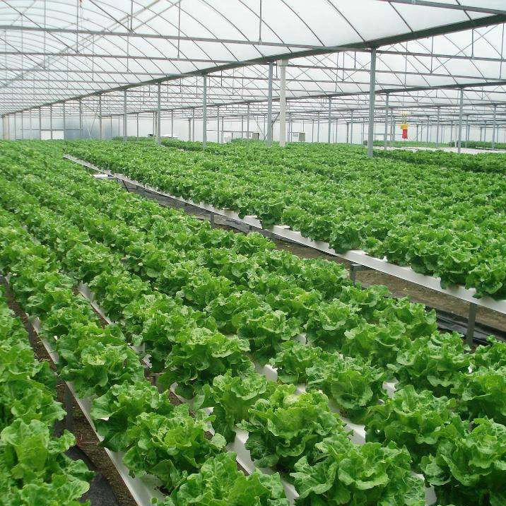 China Manufacturer Multi-Span Poly Tunnel Greenhouse with Ventilation and Cooling