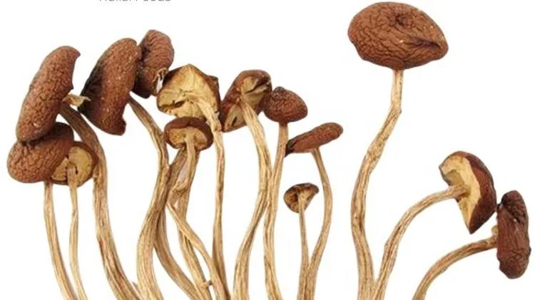 Getrocknete Agrocybe Aegerita Teebaum Pilz Natürliche Agrocybe Cylindracea