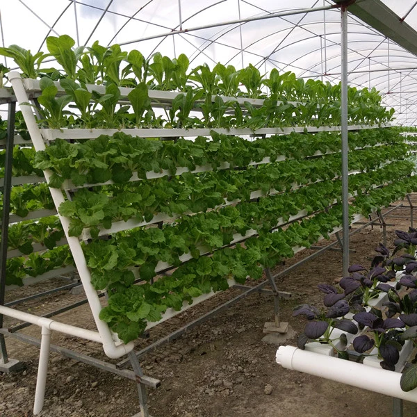 El tubo de hidropónico de plástico de Pimiento plantando lechugas//// Apio repollo vegetales verdes