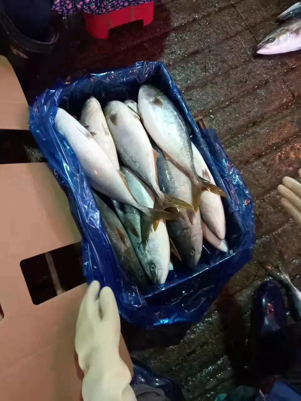 Good Quality Ikan Amberjack Fish Korean Origin Yellow Tail Scad