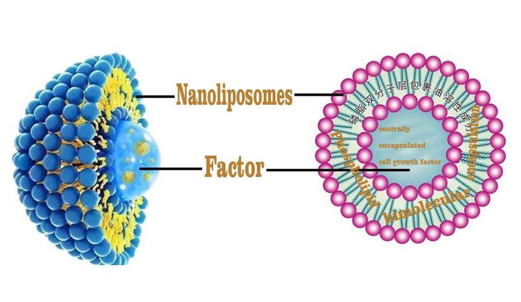 Sheerherb Factory Outlet Nano Liposome Vitamin C Powder