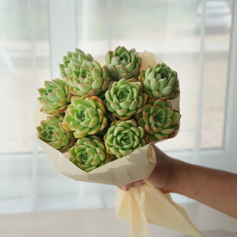 Dudu New Arrival Pretty Berry Bouquets Natural Live Succulent