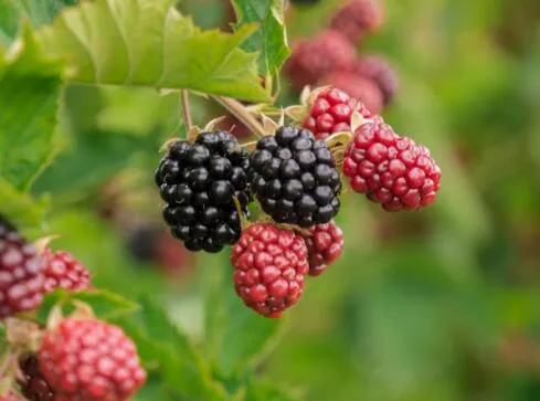 Extrait de BlackBerry 10 : 1 poudre de jus de fruit de BlackBerry hydrosoluble et anthocyandines