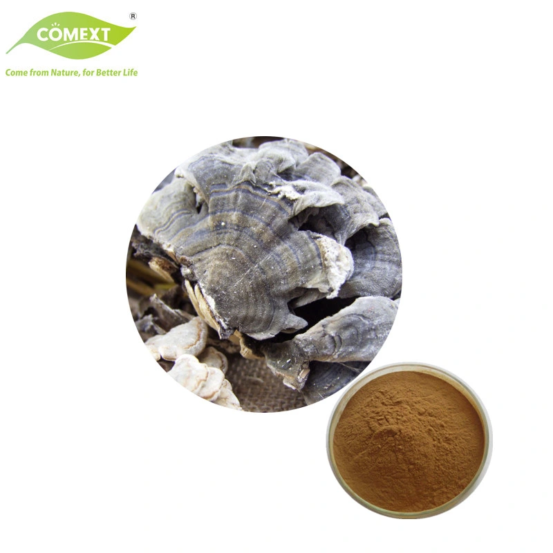 Comext High Quality Mushroom Extract Trametes Versicolor Mushroom Powder Turkey Tail Mushroom Extract