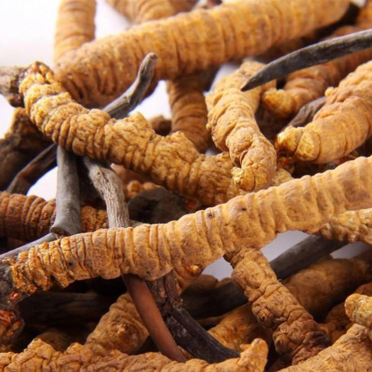 Poudre d'extrait de champignon Cordyceps Militaris Ophiocordyceps Sinensis pour le café aux champignons.