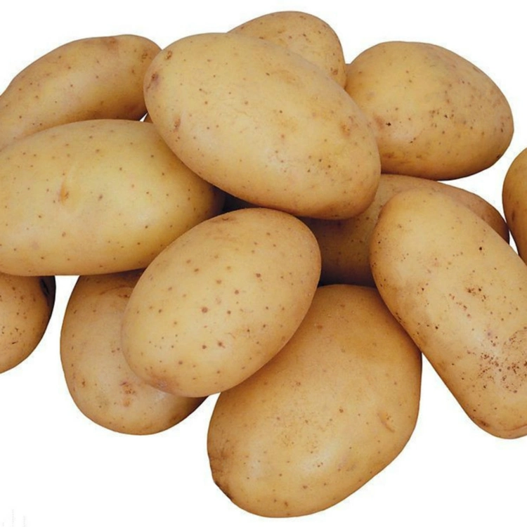 Fresh Potato for Cooking High quality/High cost performance  Potato with Top Grade Export