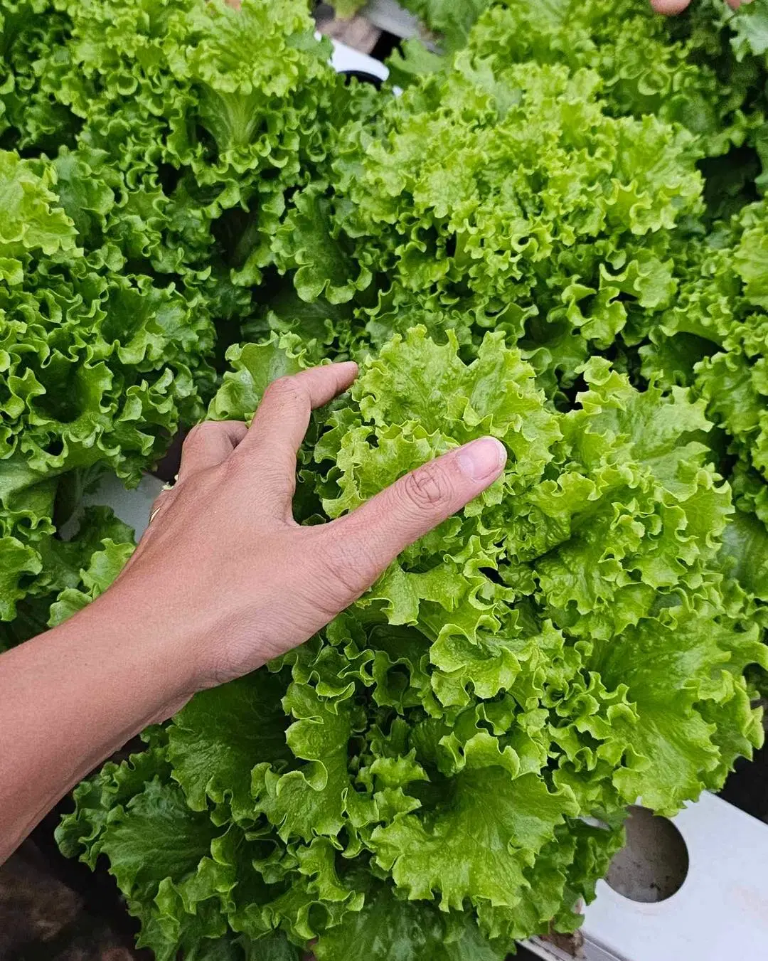 NFT Gemüseanbau ein Rahmensystem Vertikale Gewächshausanbau Herstellung