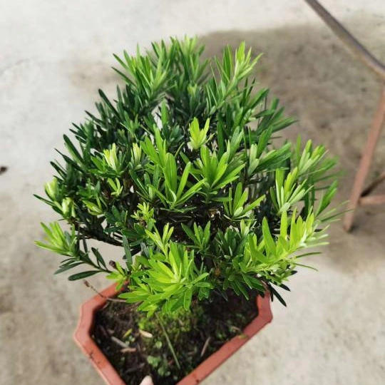 Natural Real High quality/High cost performance  Small Podocarpus Macrophyllus Bonsai of Black