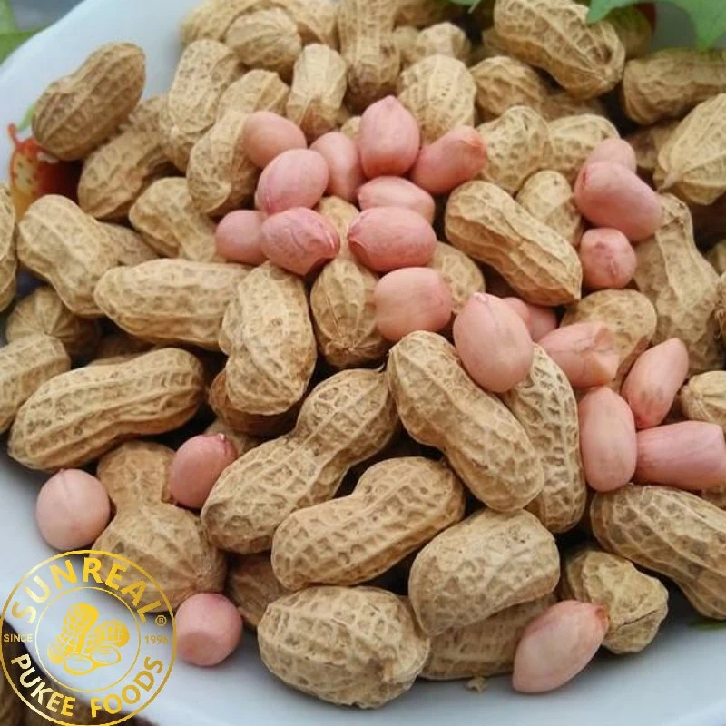 Roasted Hsuji Peanut in Shell/Best Quality From China Snacks New Fresh