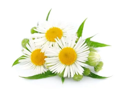 E. K Herb Original Factory Price Supply 100% Pure Natural Chamomile Extract/Chamomile Flower Extract Apigenin Supplement 1%-98% HPLC CAS. 520-36-5