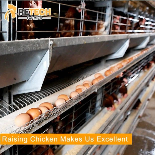 China Design 4 Tiers 240 Birds H Type Egg Layer Poultry Equipment