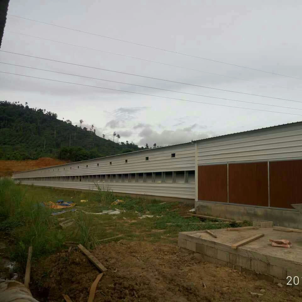 Chicken Broiler Poultry Farm Steel Structure Shed House for 15000 Chickens