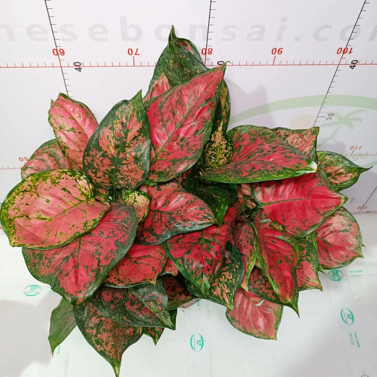 Aglaonema Ruyi rojo de la planta de hojas de plántulas de Bonsai