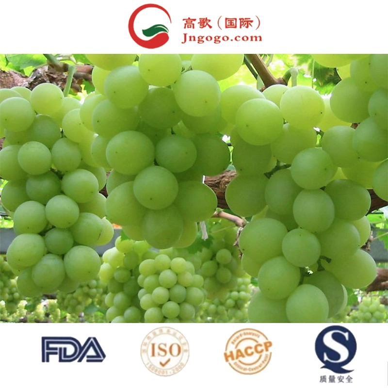 Wholesale/Supplier Box Style Storage Packaging Grape Bareroot Grape Shine Muscat Grapes