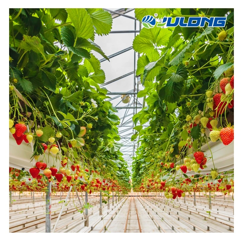 New Design Multi-Span Plastic Film Greenhouse Used for Agriculture Strawberry Growing Farming