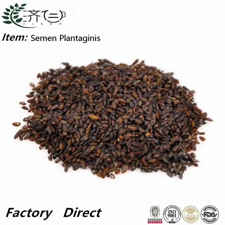 Factory Price High Quality Traditional Chinese Herbal Medicine Plantain Seed