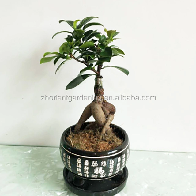 Best Wholesale/Supplier China Ficus Bonsai Plant Natural Ginseng Farm for Garden