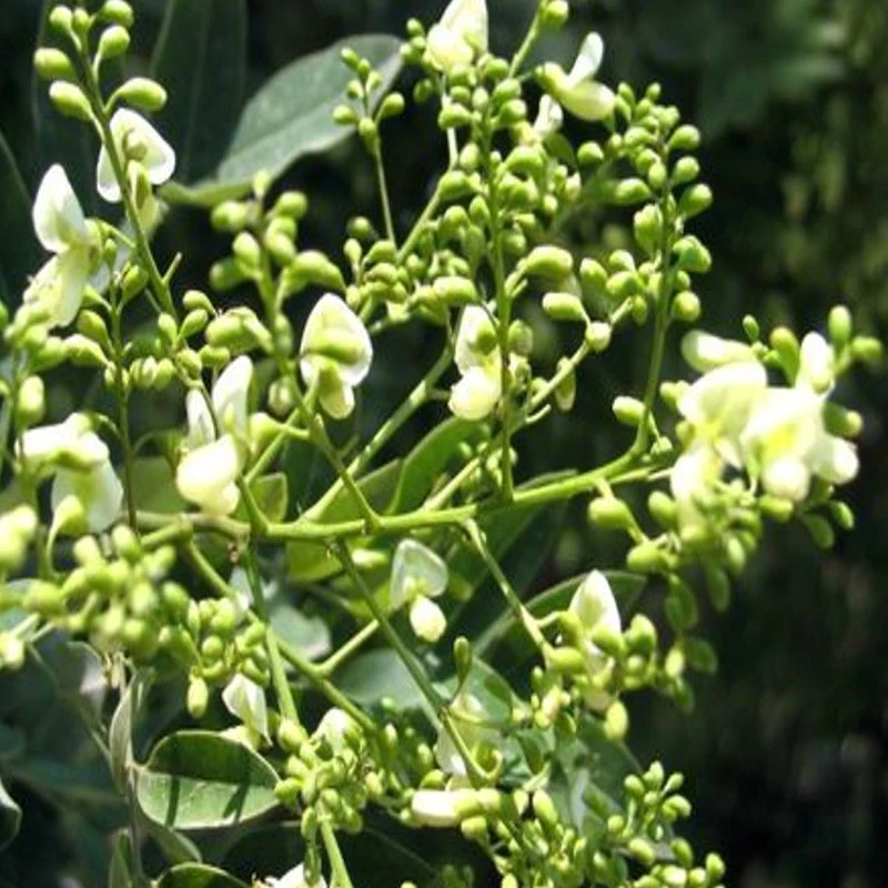 World Well-Being Plant Extract Supplie Sophora Japonica Extract