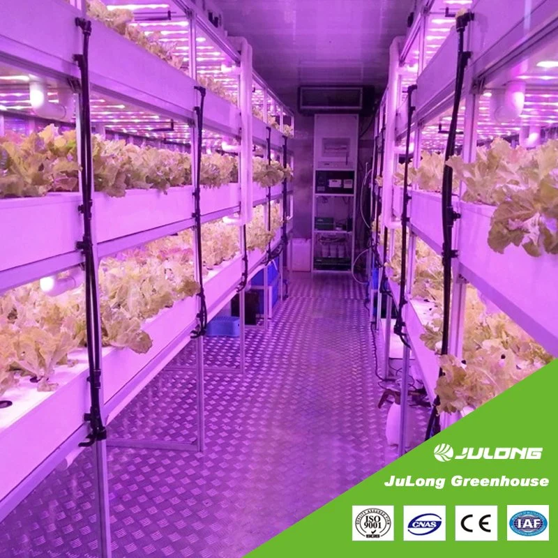 Доставка Гидропонного контейнерного хозяйства Greenhouse Smart Farm 40hq Vertical Farming Система выращивания паротовая ферма из гидропонина для листовой овощной/салат