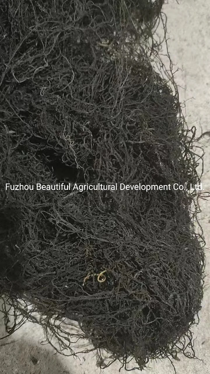 Dried Asparagus Schoberioides Kunth Factory Direct Sales
