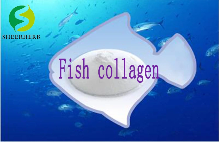 Die Fabrik Verkauft Qualitativ Hochwertige Bulk Nutrition Supplement Fish Collagen Peptide Rohstoff Hydrolysiertes Fisch Collagen Pulver mit Halal