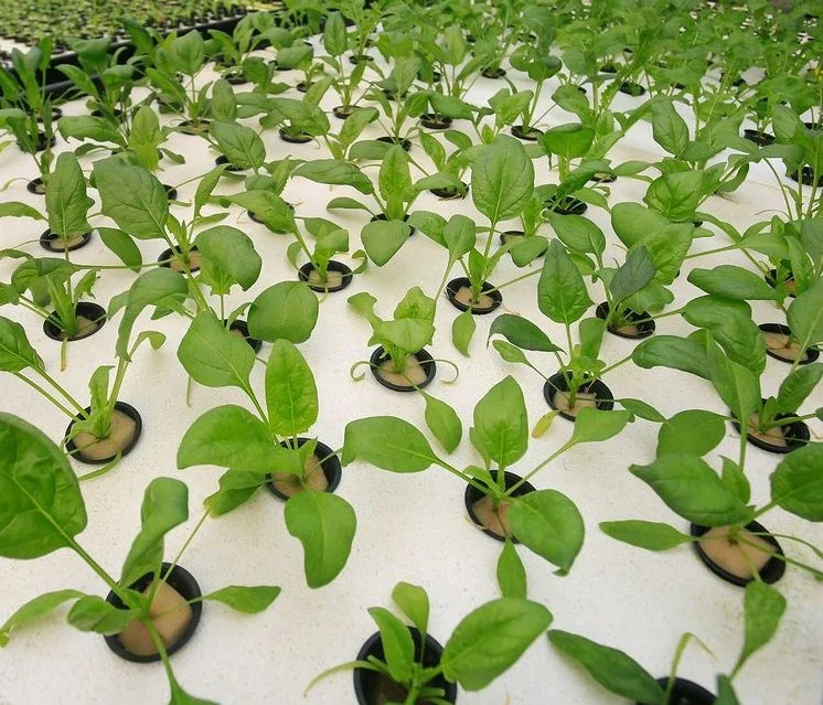Aquaponic Growing XPS Foam Board Float Raft hydroponic Gemüseanbau System