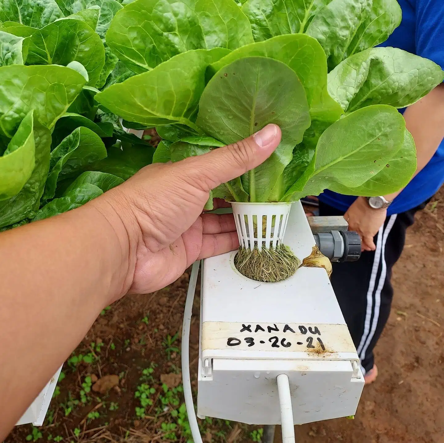 Produtos de jardinagem vegetal 4X2 polegadas Canal 100 * 50 mm Plastictray de calha para Para alfaces saladas ervas aromáticas folhas asiáticas Greens legumes estufa comercial Utilize