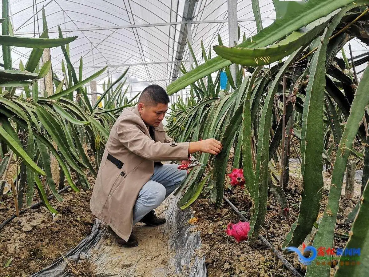 Introducción de la Pitaya invernaderos invernaderos en todo el país de cítricos de la entrega