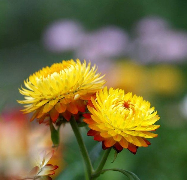 Melhor Qualidade elevada 4 puros e naturais: 1 a 20: 1 Helichrysum extraia