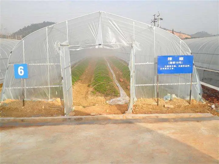 Flower and Vegetable Greenhouses with Single-Span Film