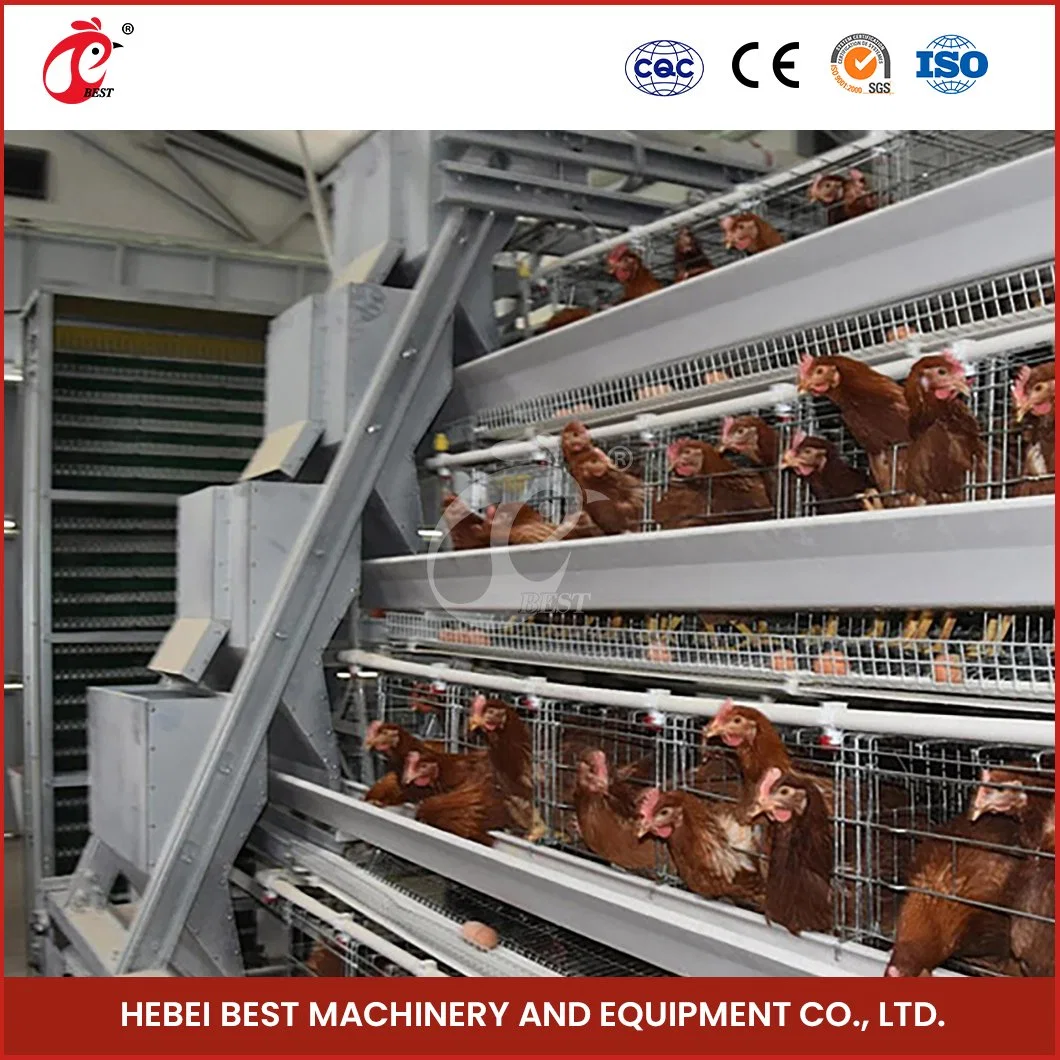 Couche de type ordinaire Bestchickencage Cage Cage de la couche de poule en bois de la Chine usine OEM Custom applicable magasin alimentaire Cage de la couche de poulet de la batterie