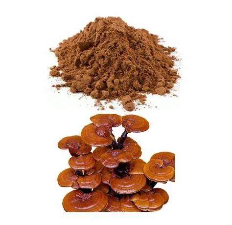 Competitive Price Good Quality Reishi Mushroom Powder