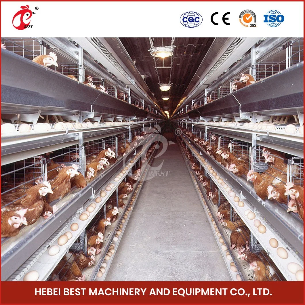 Bestchickencage H Typ Züchter Cage Layer Cage China Chicken Farm Akku Layer Cage Hersteller Hochwertige langlebige Features A Type Layer Käfig