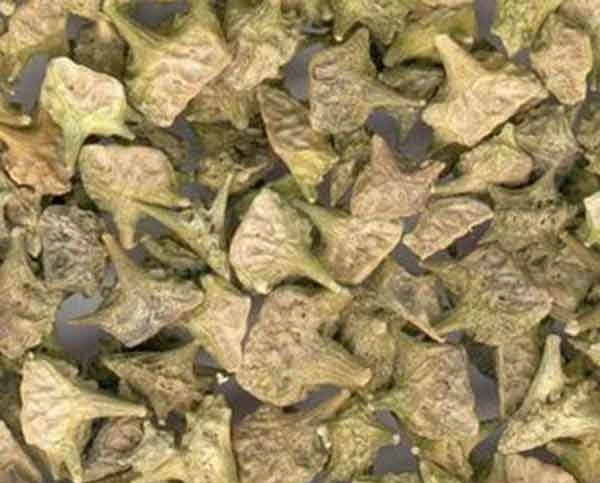 Wholesale/Supplier Price Natural Tribulus Terrestris Seed